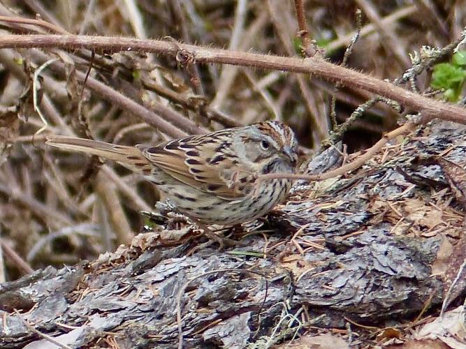 Lincoln's Sparrow - Fort St. John, BC by Michael W Klotz - The Bird Blogger.com is licensed under CC BY-NC 2.0.